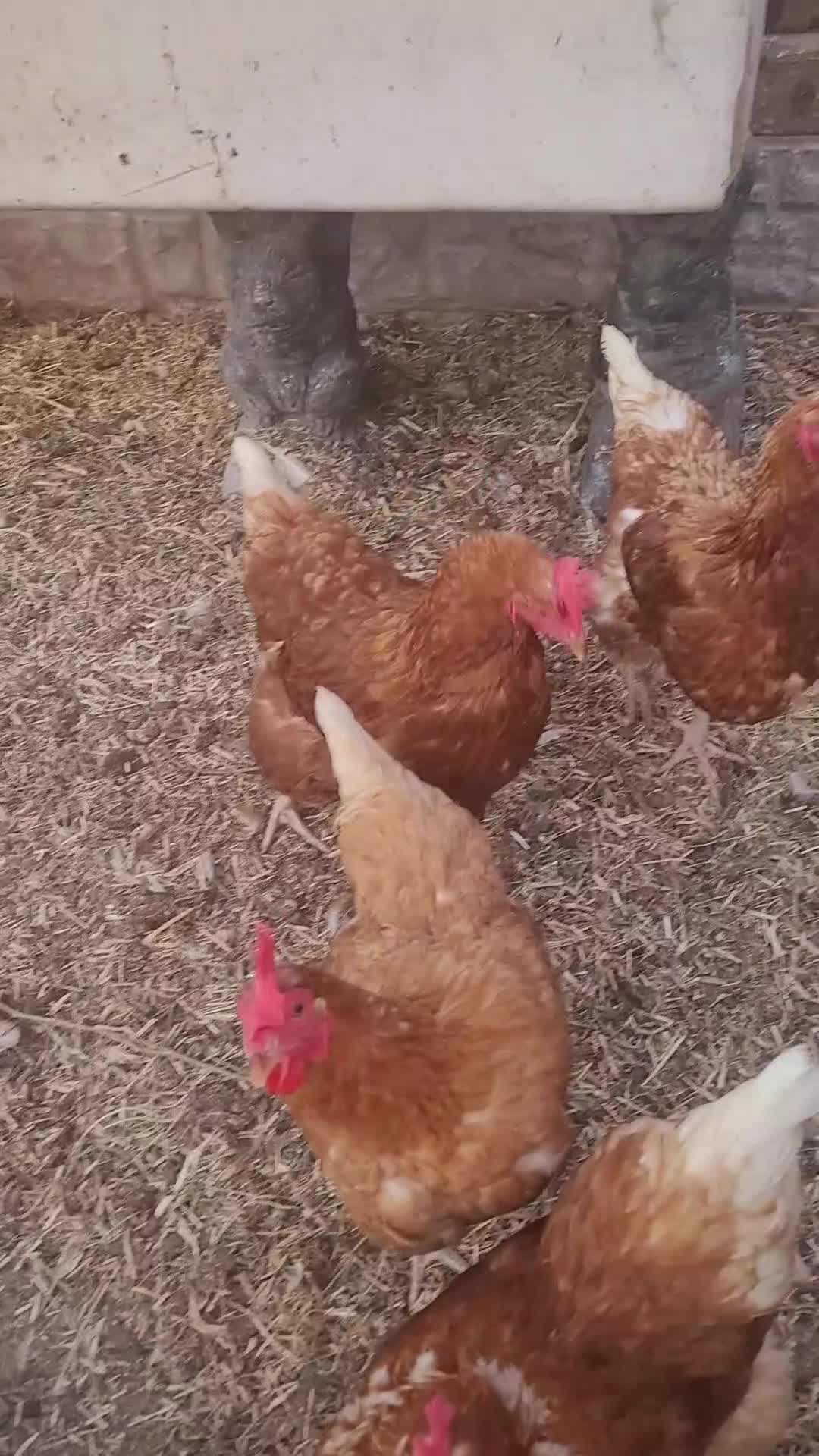 Chickens poultry for sale: Six x warren chickens for sale, lay six eggs a day - Video 1