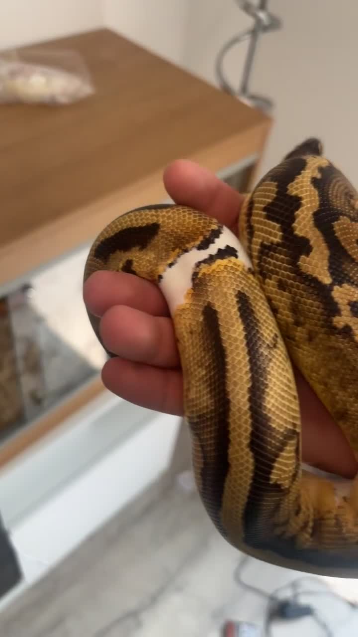 Python Snake reptiles for sale: Ball python  - Video 4