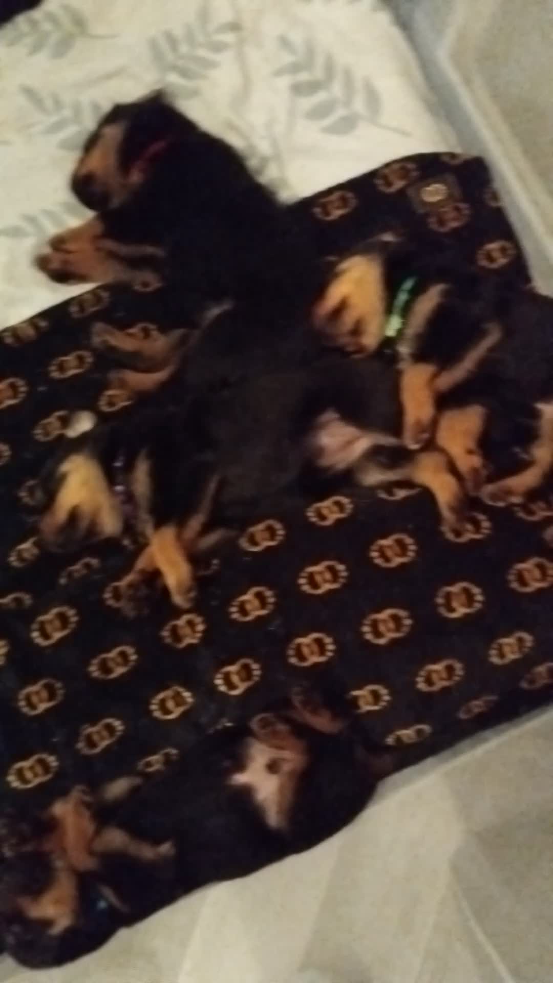 Rottweiler dogs for sale: Rottweiler puppies  - Video 1