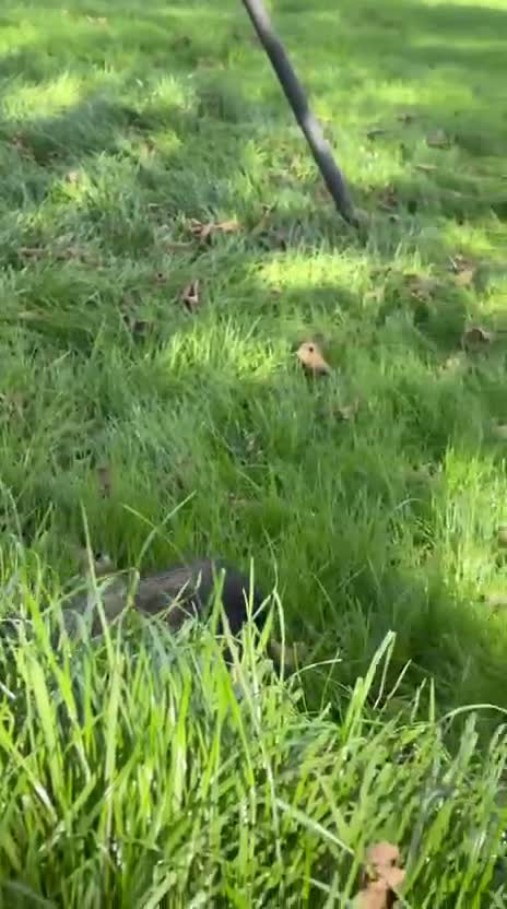 Cocker Spaniel dogs for sale: KC cocker spaniels - Video 3