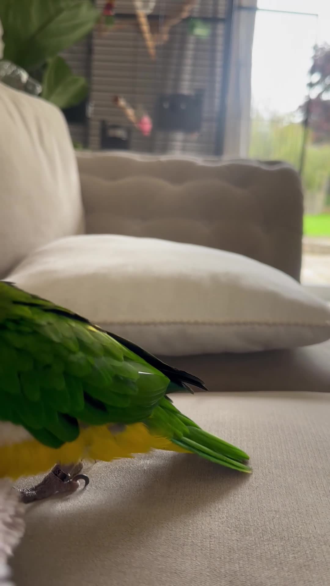 Parakeets birds for sale: Beautiful Tame Caique-Full Setup Available - Video 1