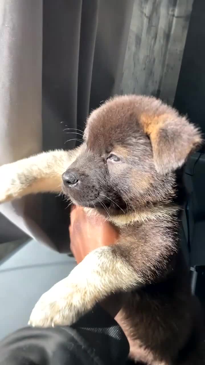 Akita dogs for sale: Akita puppies  - Video 1