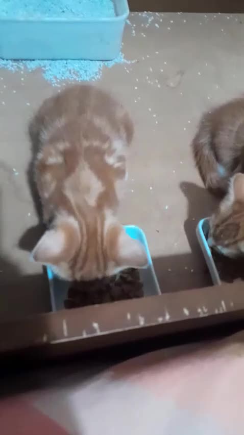 Mixed Breed cats for sale: 4 beautiful and gorgeous kittens😻😸😺😽 in London - Video 1