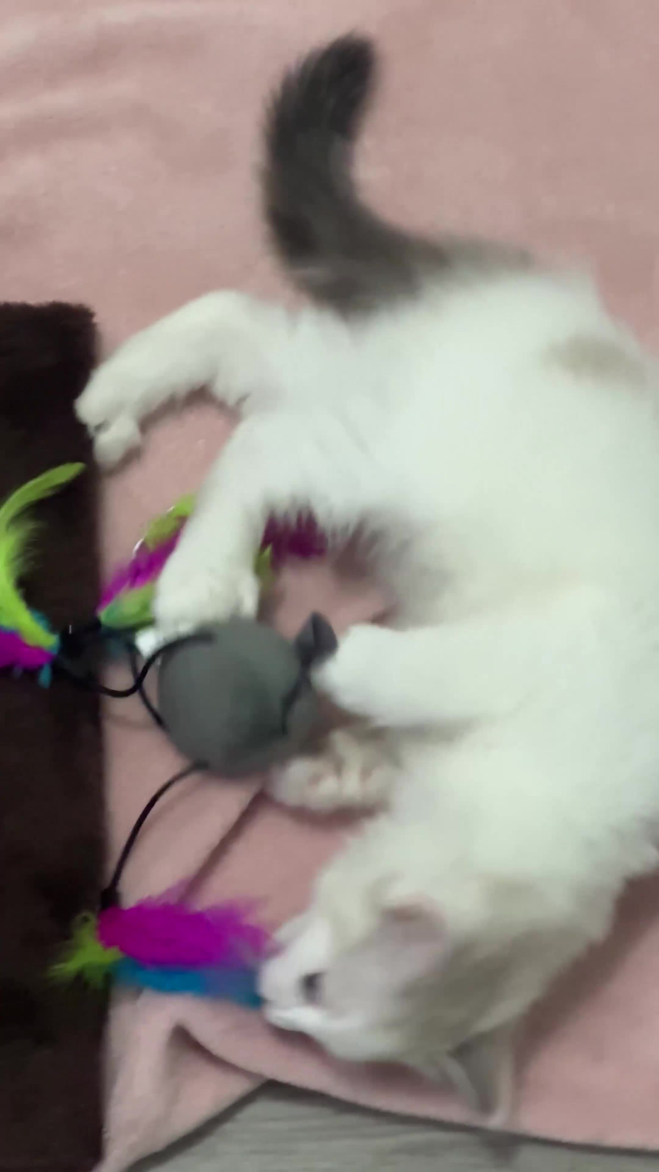Ragdoll cats for sale: Beautiful Ragdoll Male Kitten🐾 - Video 1