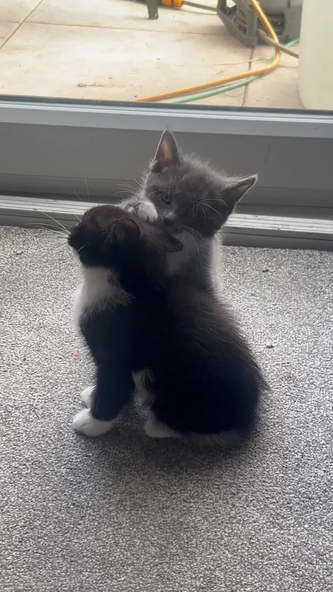 Mixed Breed cats for sale: mainecoon/european in Corby - Video 1
