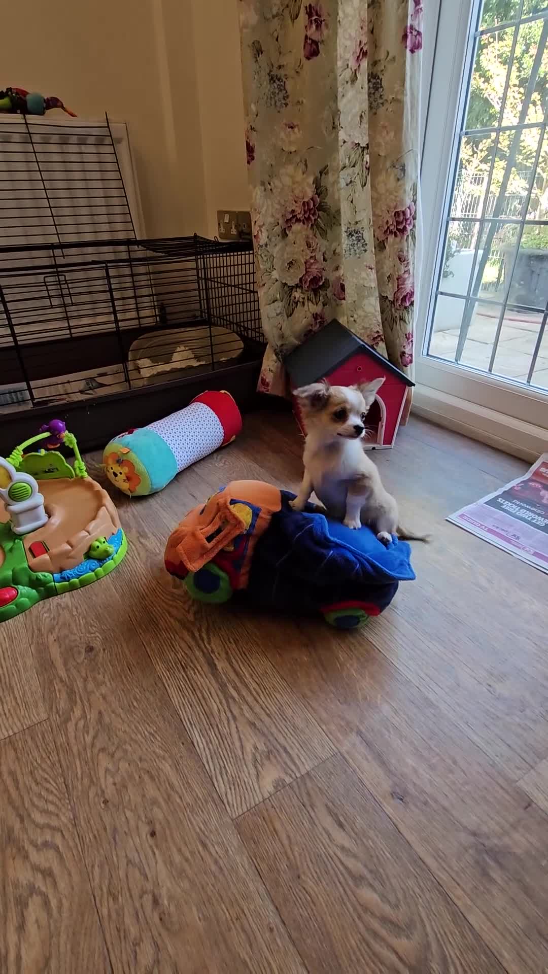 Chihuahua dogs for sale: Gorgeous KCReg. Longcoat Chihuahua Puppies  - Video 3