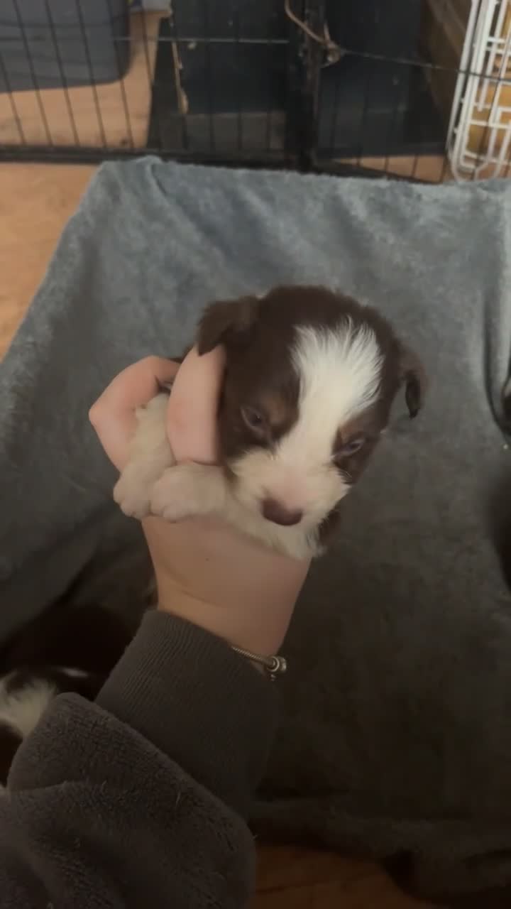 Border Collie dogs for sale: Litter of 7 border collies - Video 1