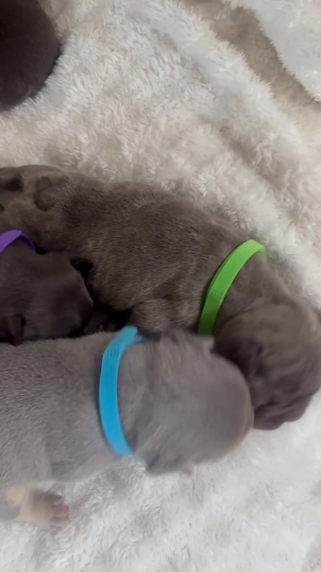 French Bulldog dogs for sale: Stunning Litter of French Bulldogs  - Video 1