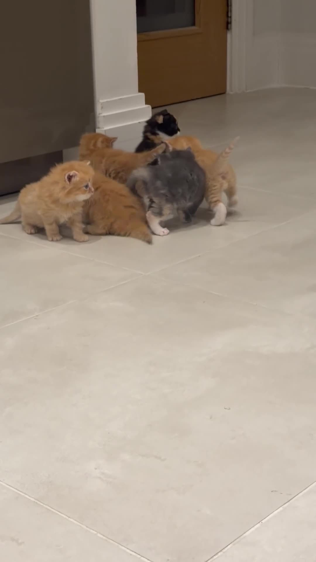 Mixed Breed cats for sale: 6 super cute kittens  in Gerrards Cross - Video 1