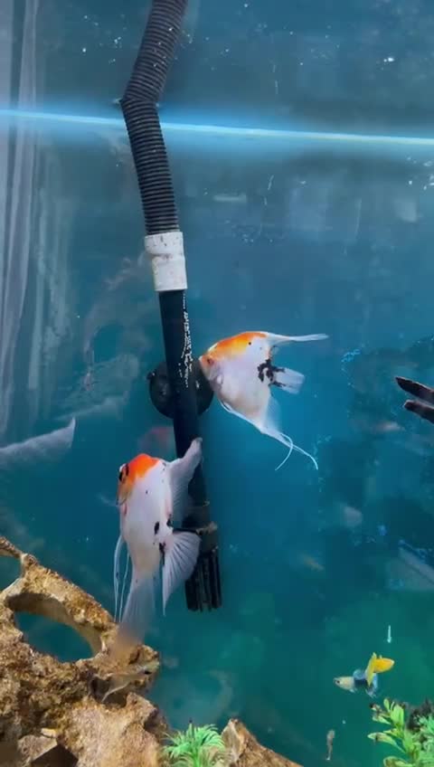 Angelfish fish for sale: Breeding pair of Koi Angelfish  - Video 1