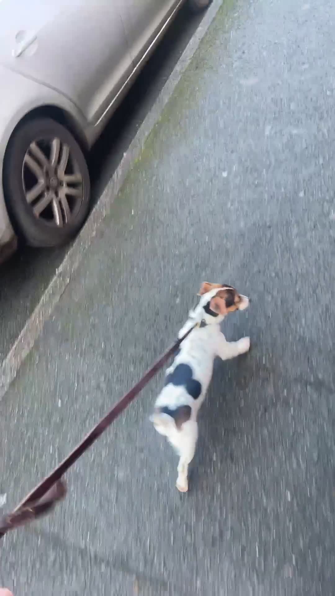 Jack Russell dogs for sale: Buddy the russell - Video 1