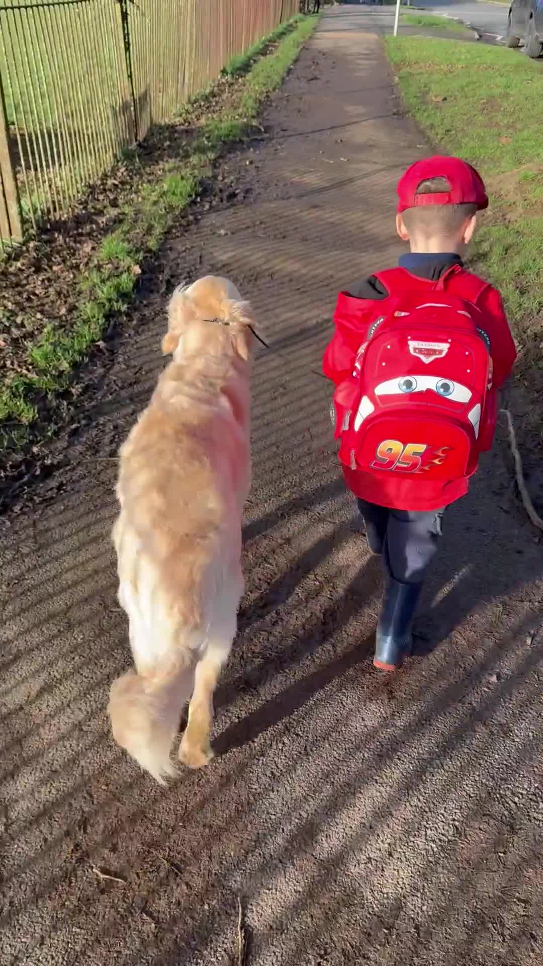 Golden Retriever dogs for sale: Stunning golden girl for sale.  - Video 4