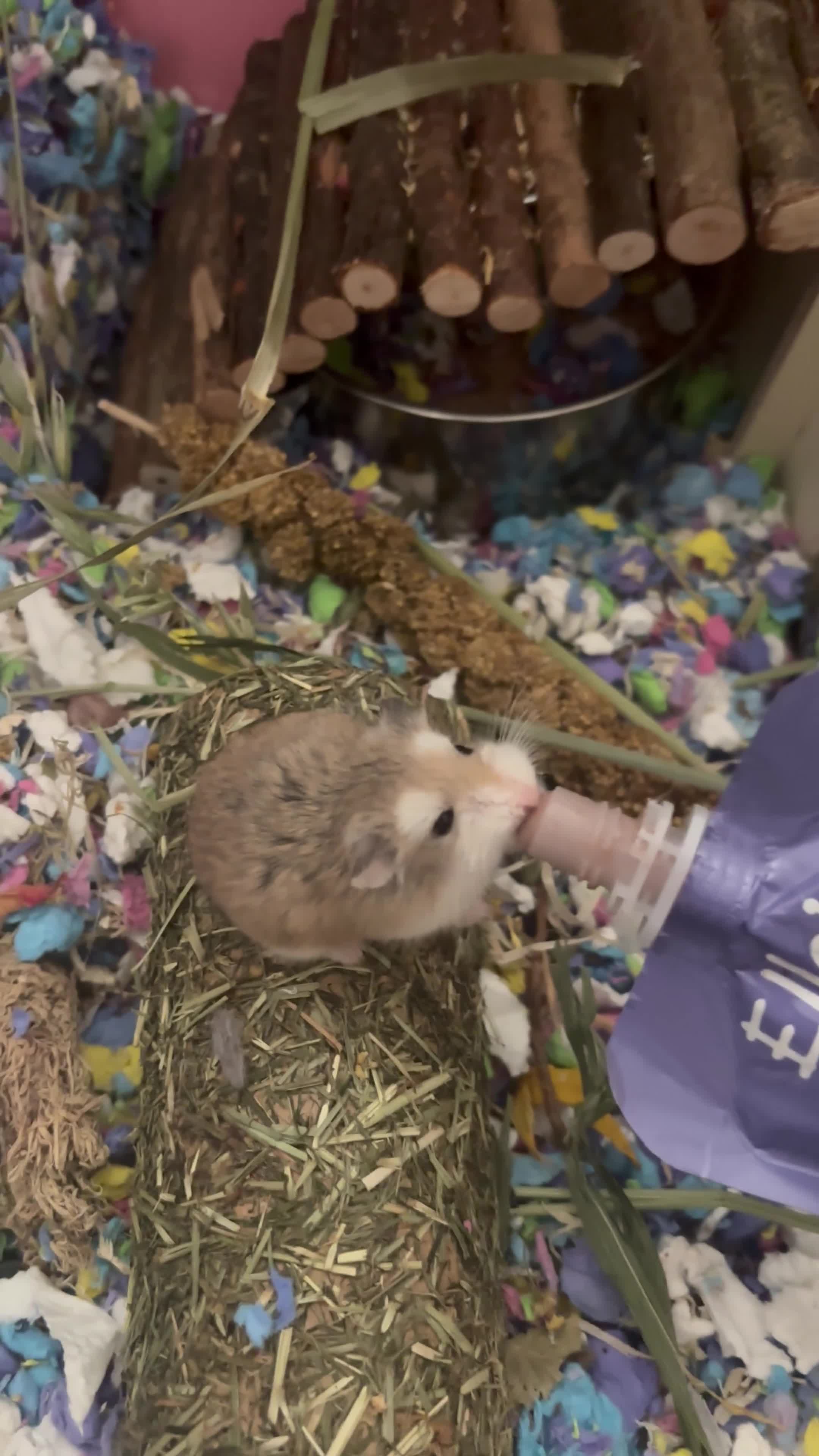 Hamster rodents for sale: robo hamster  - Video 1