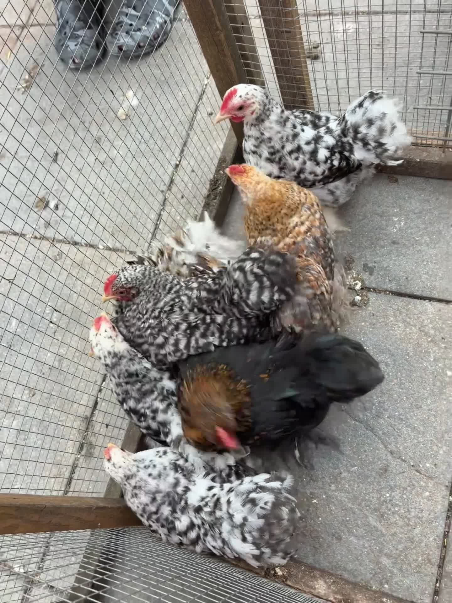 Mixed Breed poultry for sale: Pekin cross frizzle  - Video 1