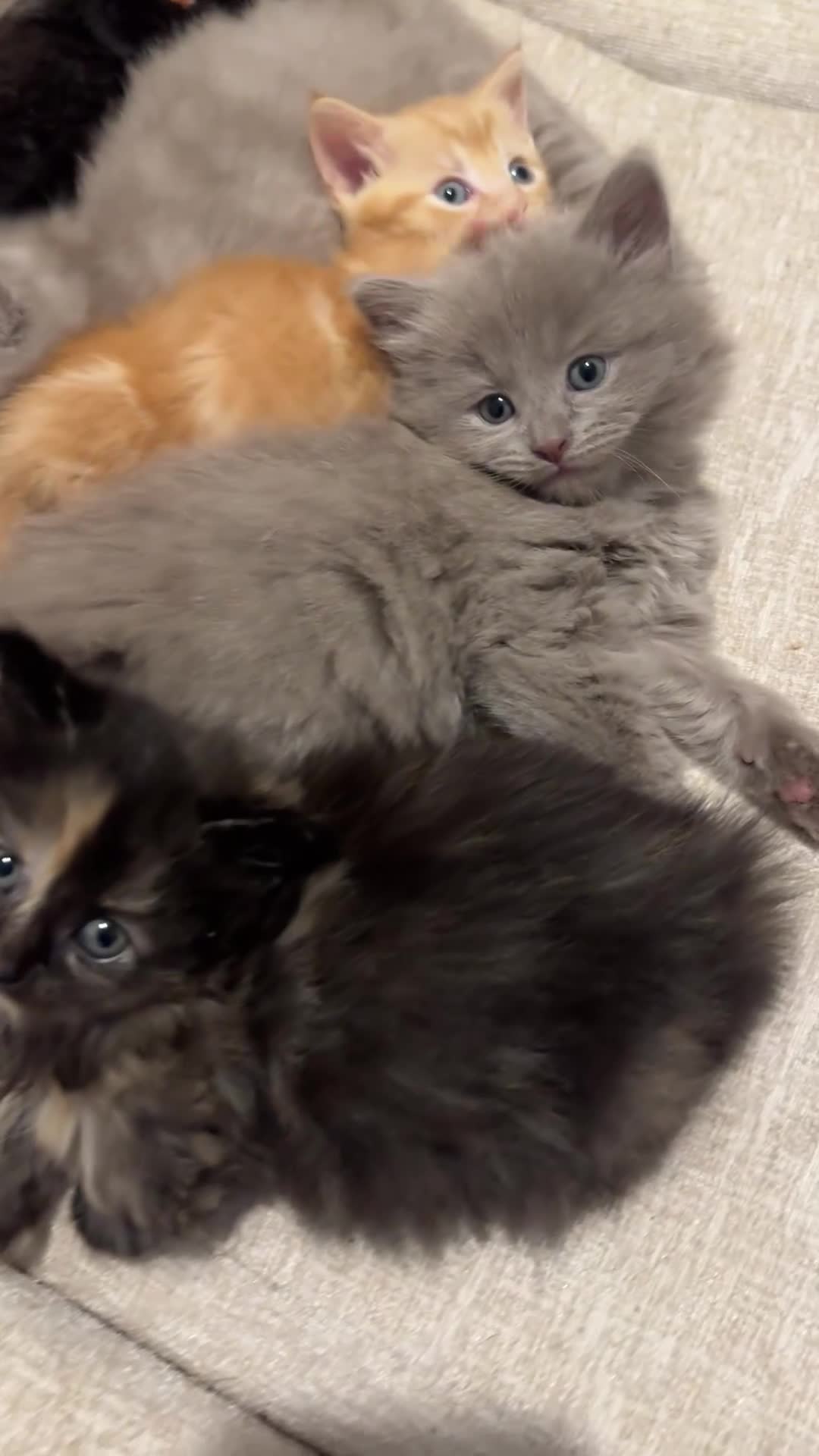 Munchkin cats for sale: stunning standard munchkins - Video 2