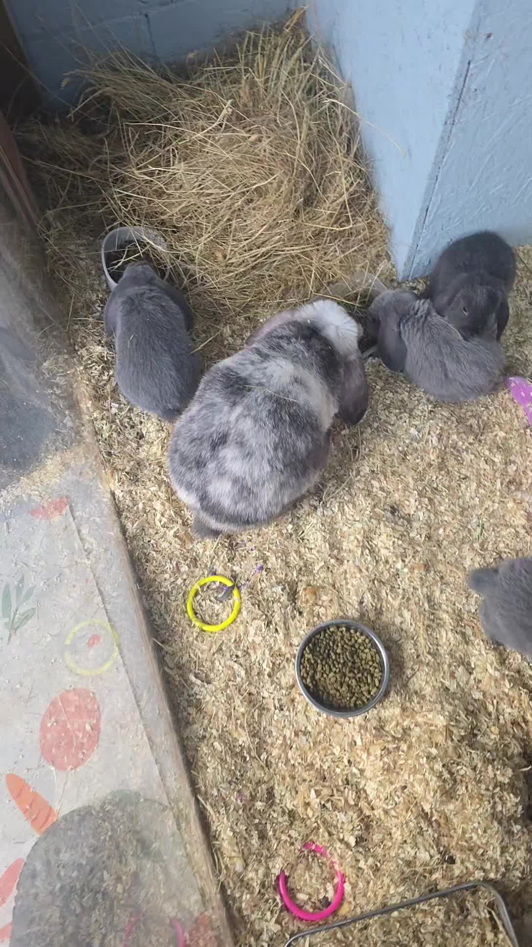 Mini Lop rabbits for sale: 2 x male rabbits 6 weeks old - Video 2