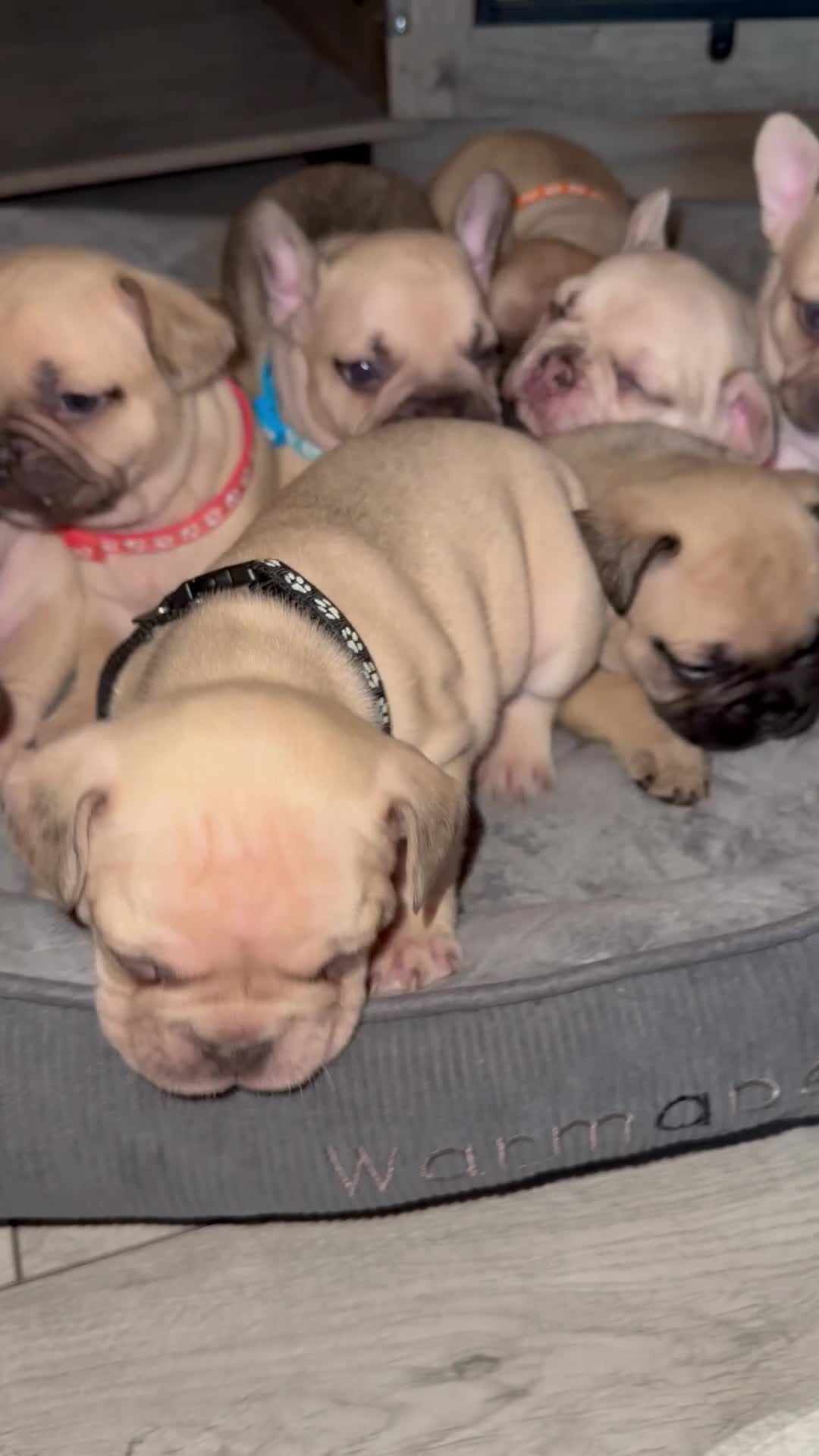 French Bulldog dogs for sale: 10 stunning coloured French bulldogs🐾 - Video 1