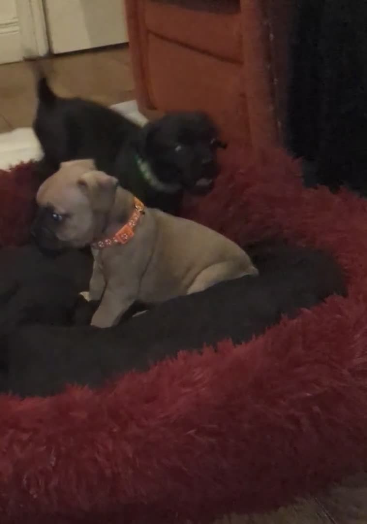 Mixed Breed dogs for sale: Puppy Northern Ireland  - Video 1