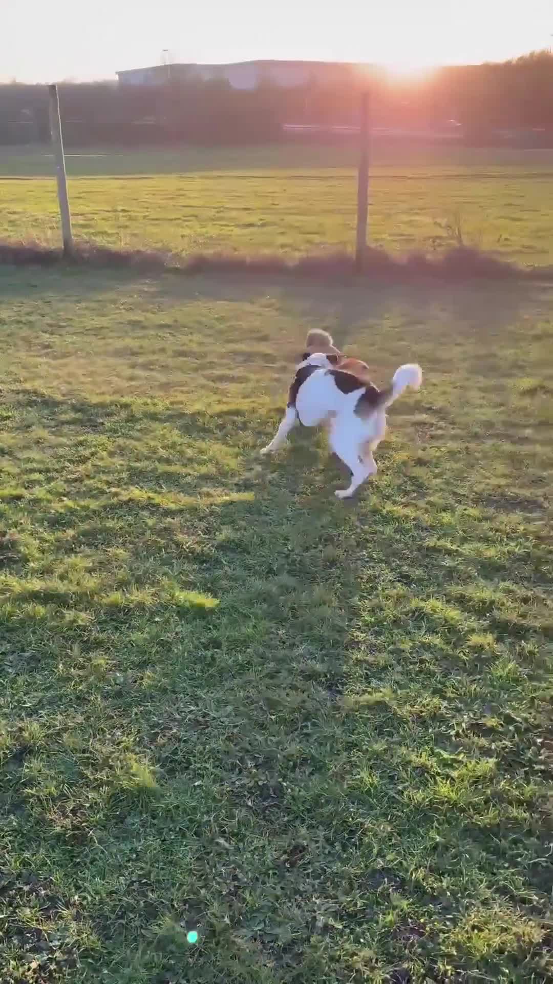 Mixed Breed dogs for adoption: Gorgeous Jack in Basildon - Video 3