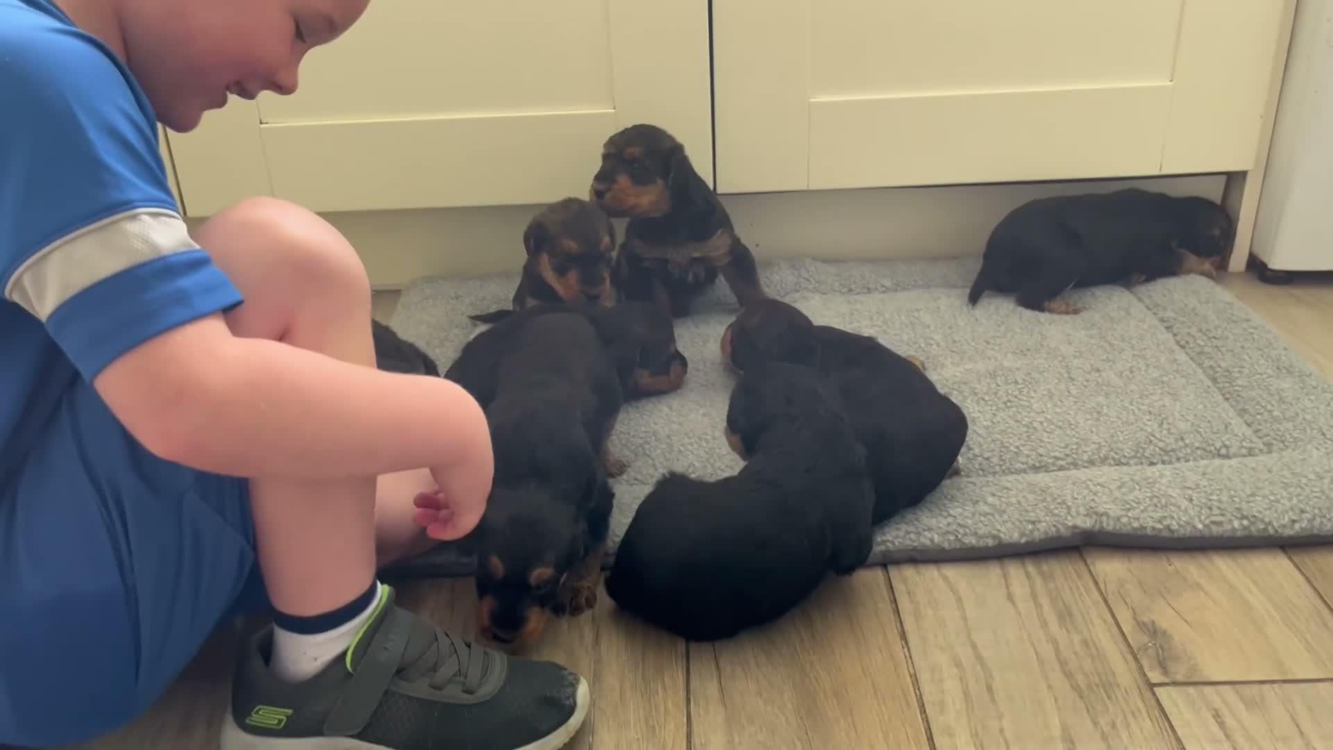 Airedale Terrier dogs for sale: Beautiful Airedale terrier puppies  - Video 2