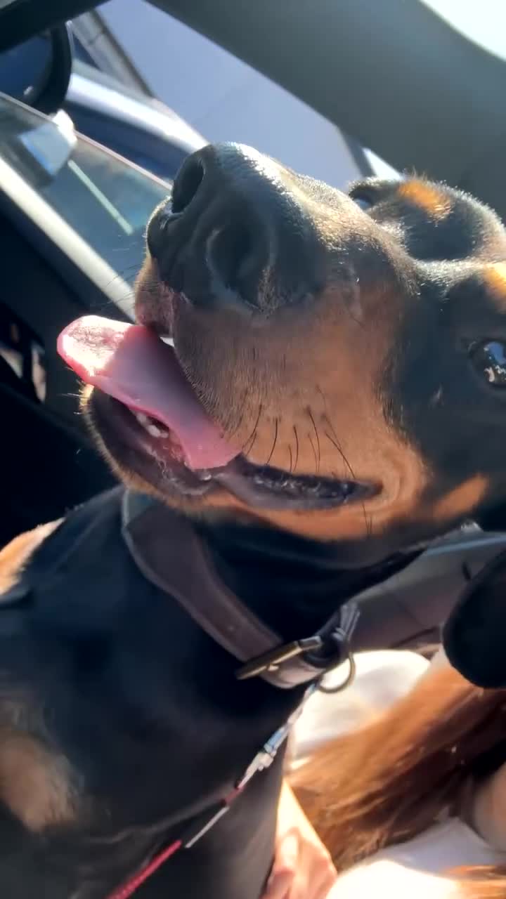 Dachshund dogs for sale: Ollie  - Video 1