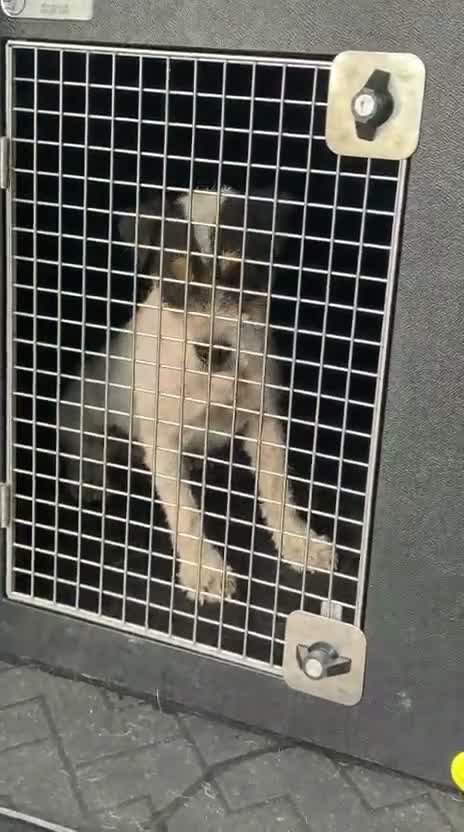 Jack Russell dogs for sale: Jack Russell Dog  - Video 2