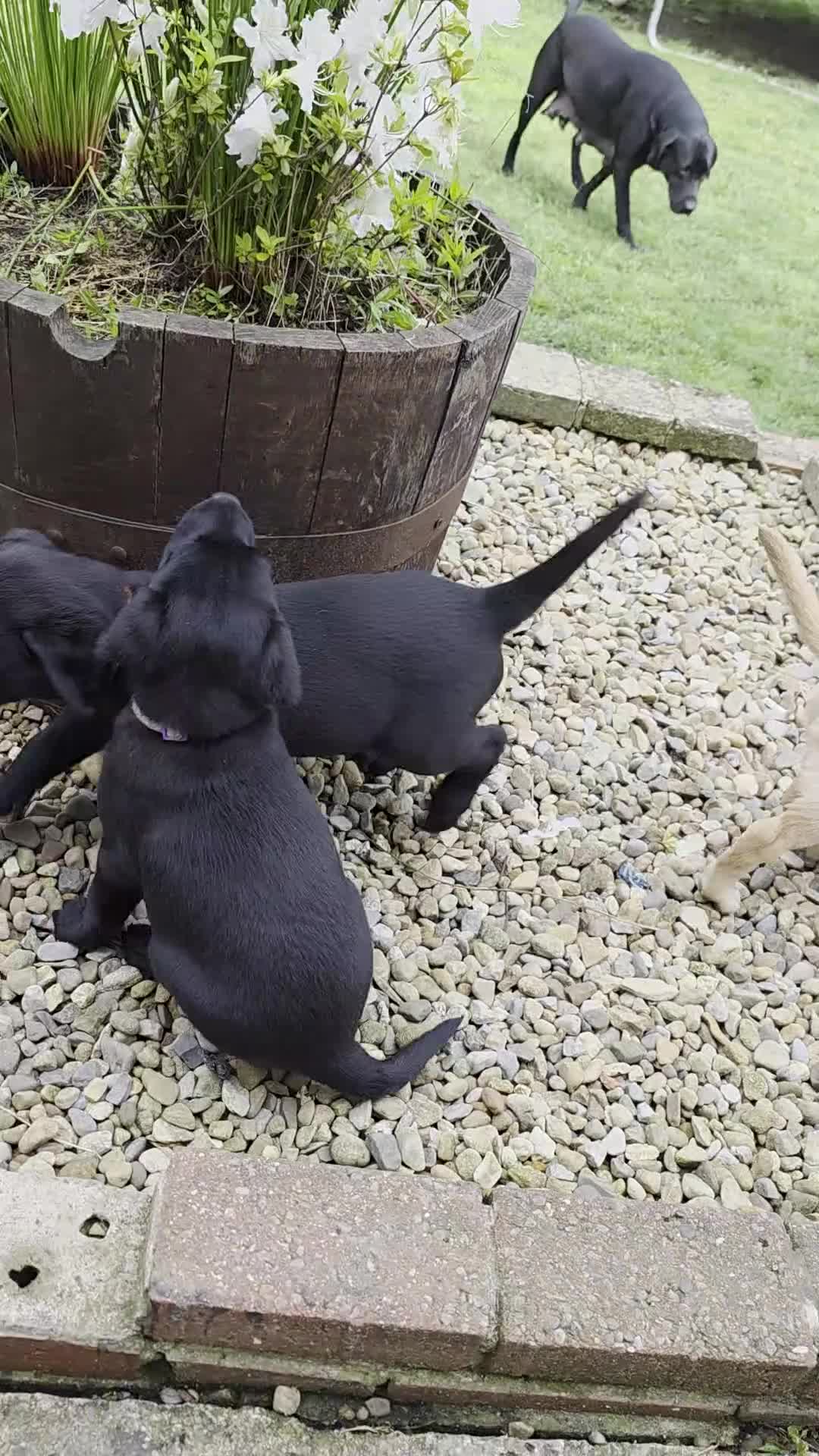 Labrador Retriever dogs for sale: *1 Girl left*Ready to Leave* KC Mam & Dad at home - Video 3