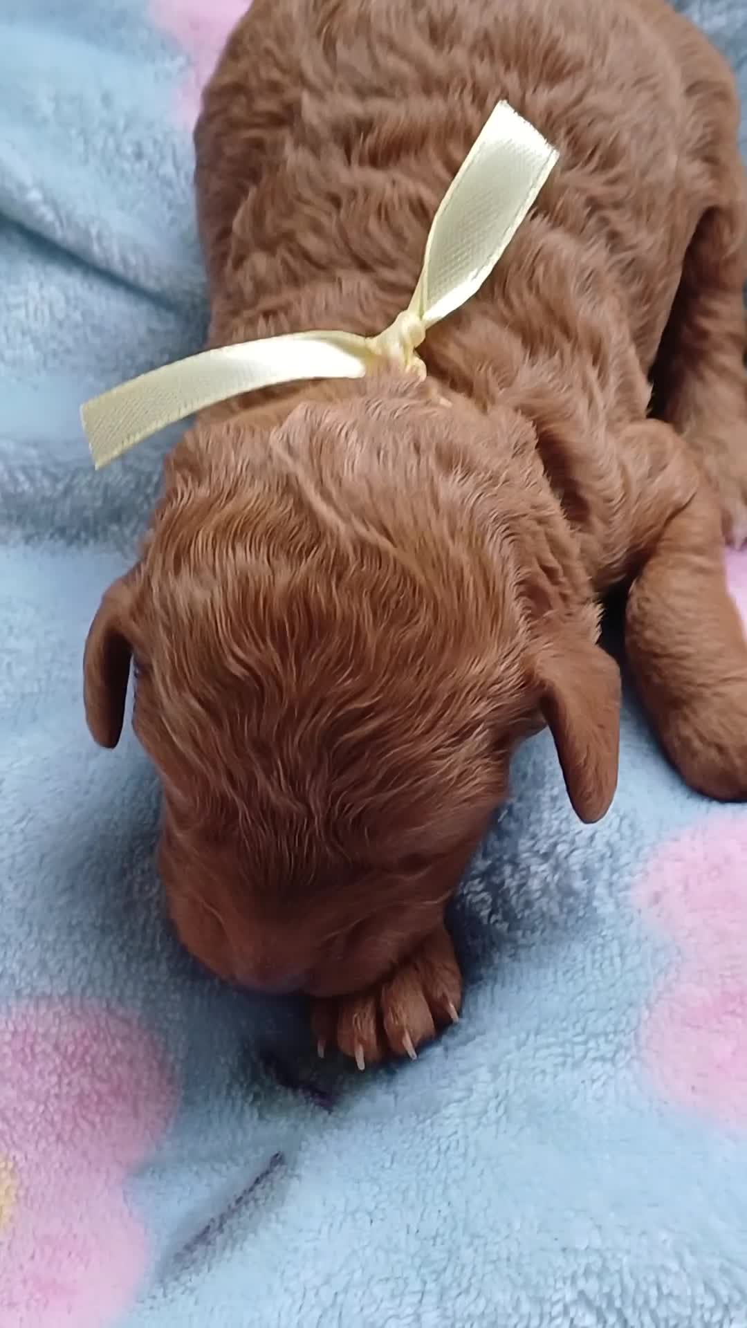 Cavapoo dogs for sale: BEAUTIFUL FIB CAVAPOO BORN 26/6/26 - Video 1