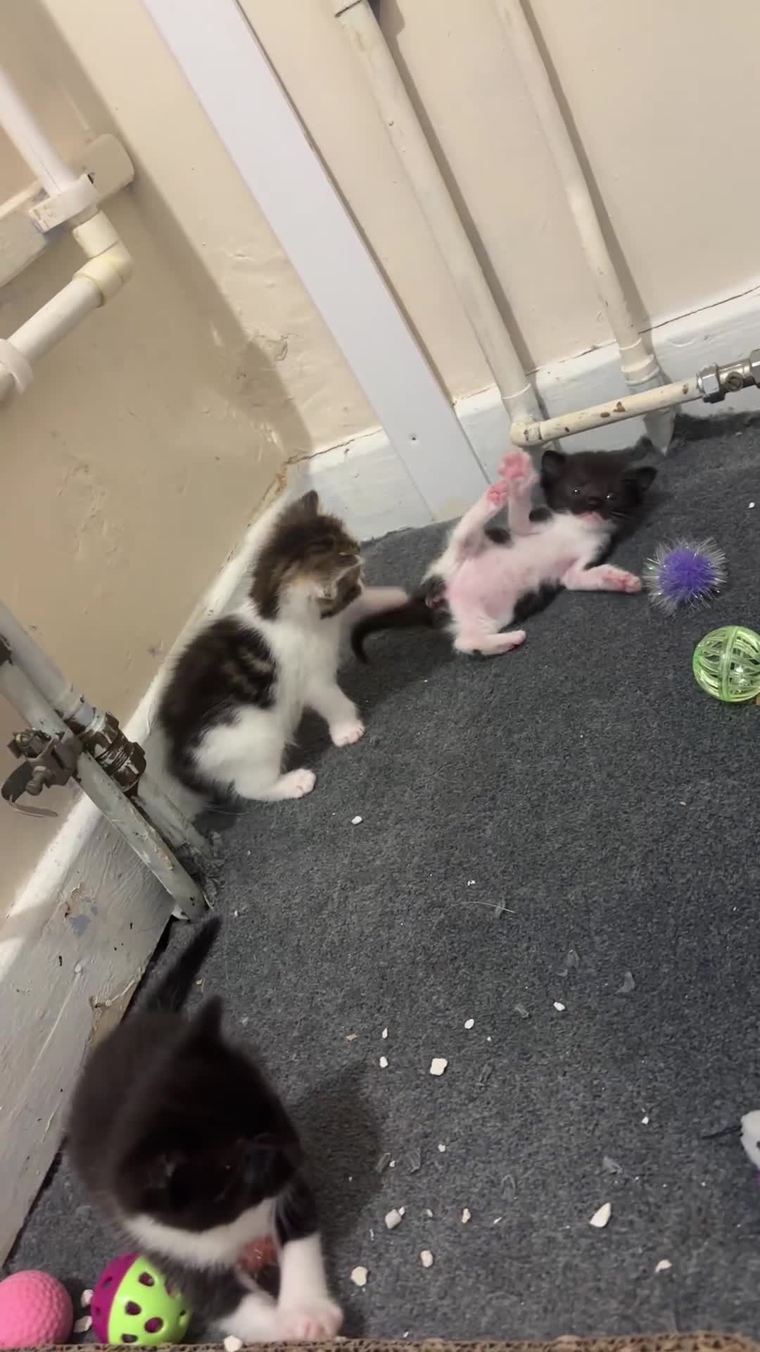 Mixed Breed cats for sale: Kittens  - Video 1