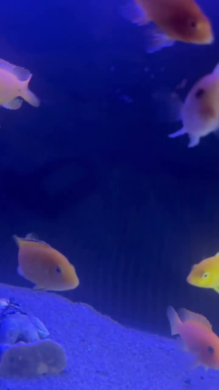 Cichlids fish for sale: African Cichlids & Tropical Fish - Bulk  - Video 1