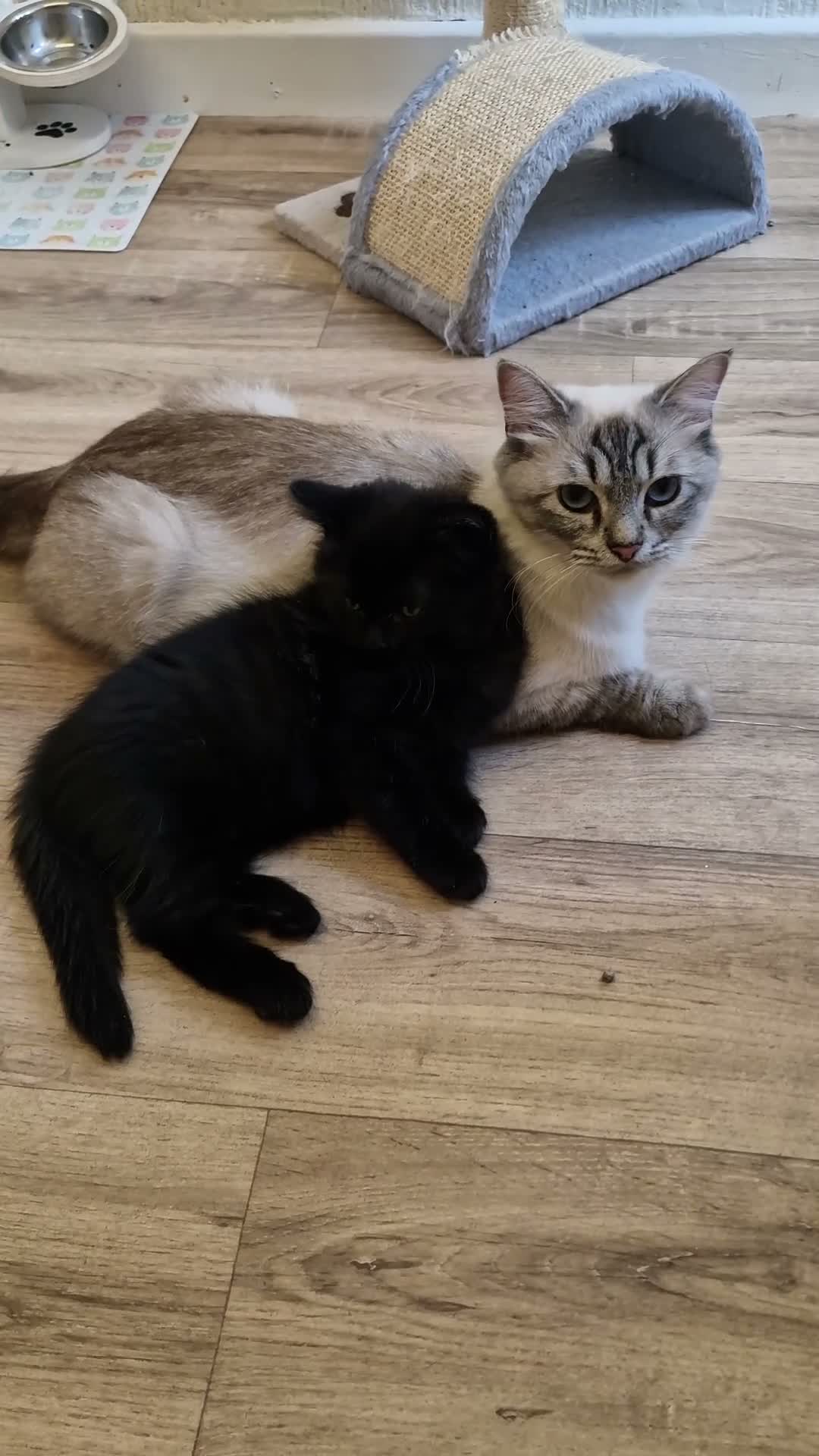 Mixed Breed cats for sale: Ragdoll mix kittens, ready to leave now  - Video 2