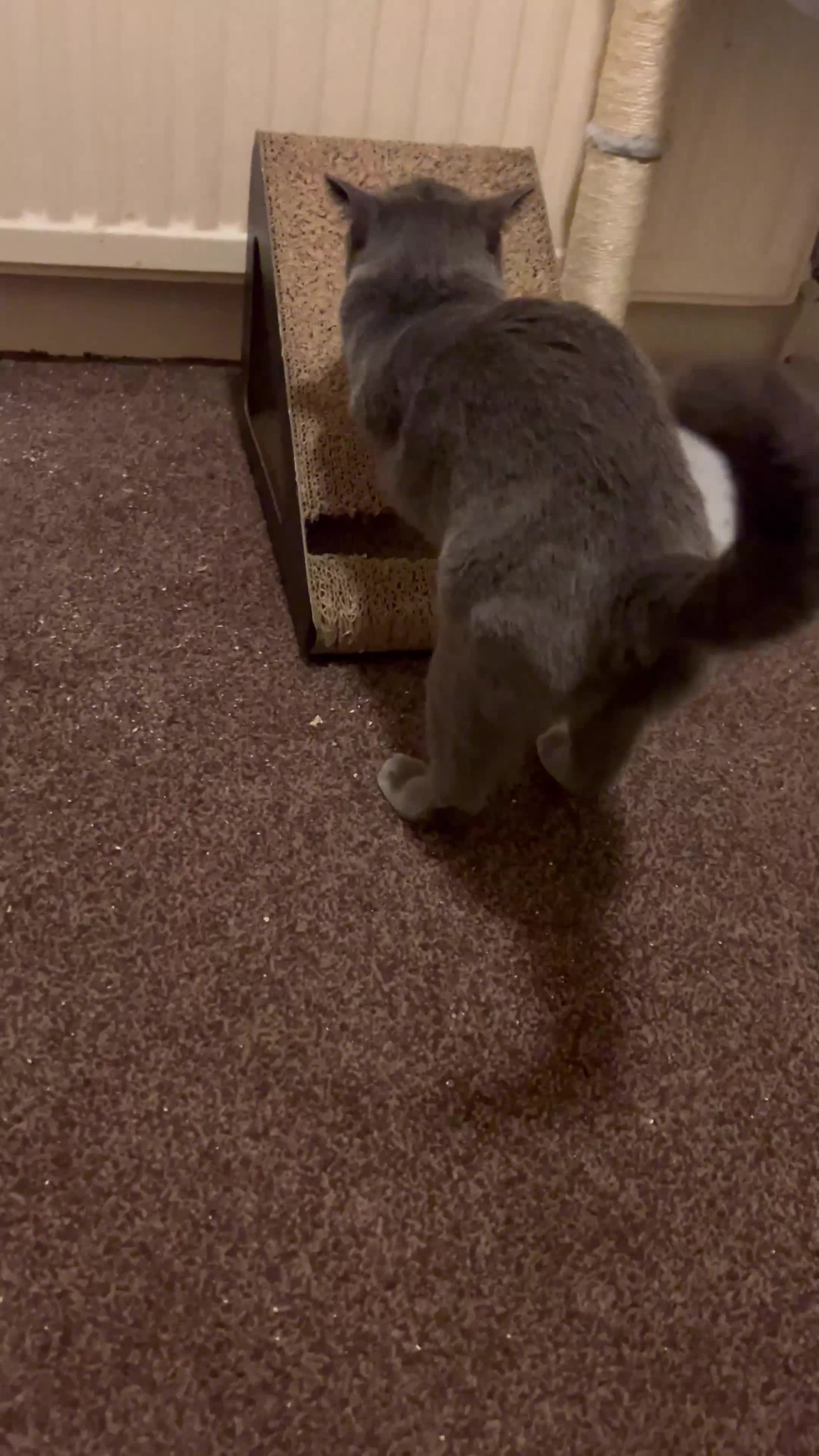 British Shorthair cats for sale: British Shorthair Female Cat Queen. - Video 4