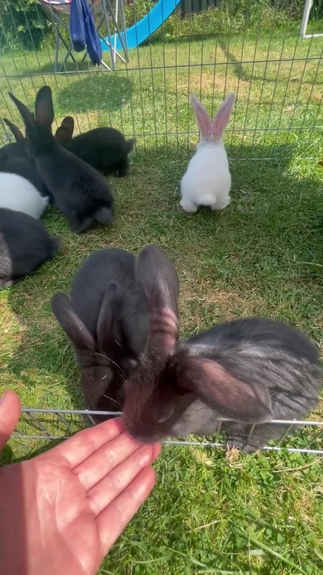 Continental Giant rabbits for sale: 💖 Pure bred continental giants💖 - Video 1