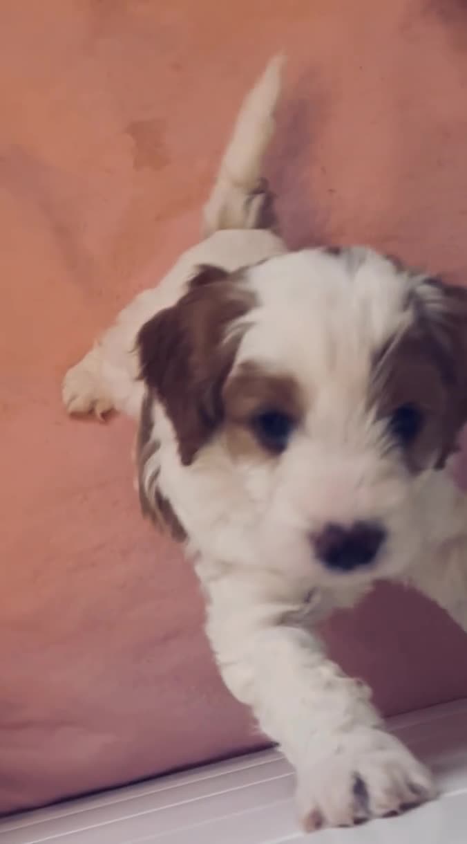 Cavapoo dogs for sale: One boy remaining  - Video 1
