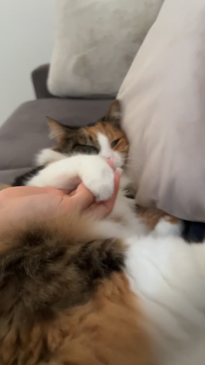 Mixed Breed cats for sale: Beautiful cat  - Video 3