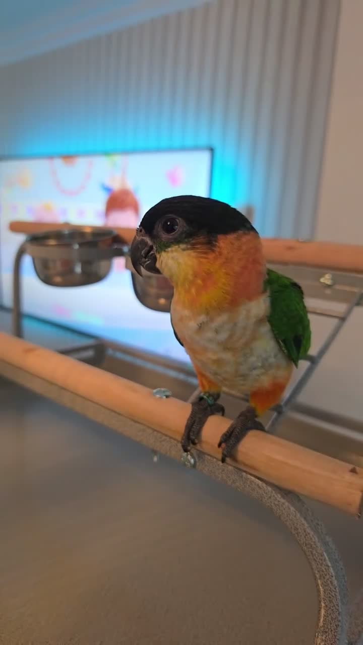 Parrots birds for sale: Black headed caique - Video 3