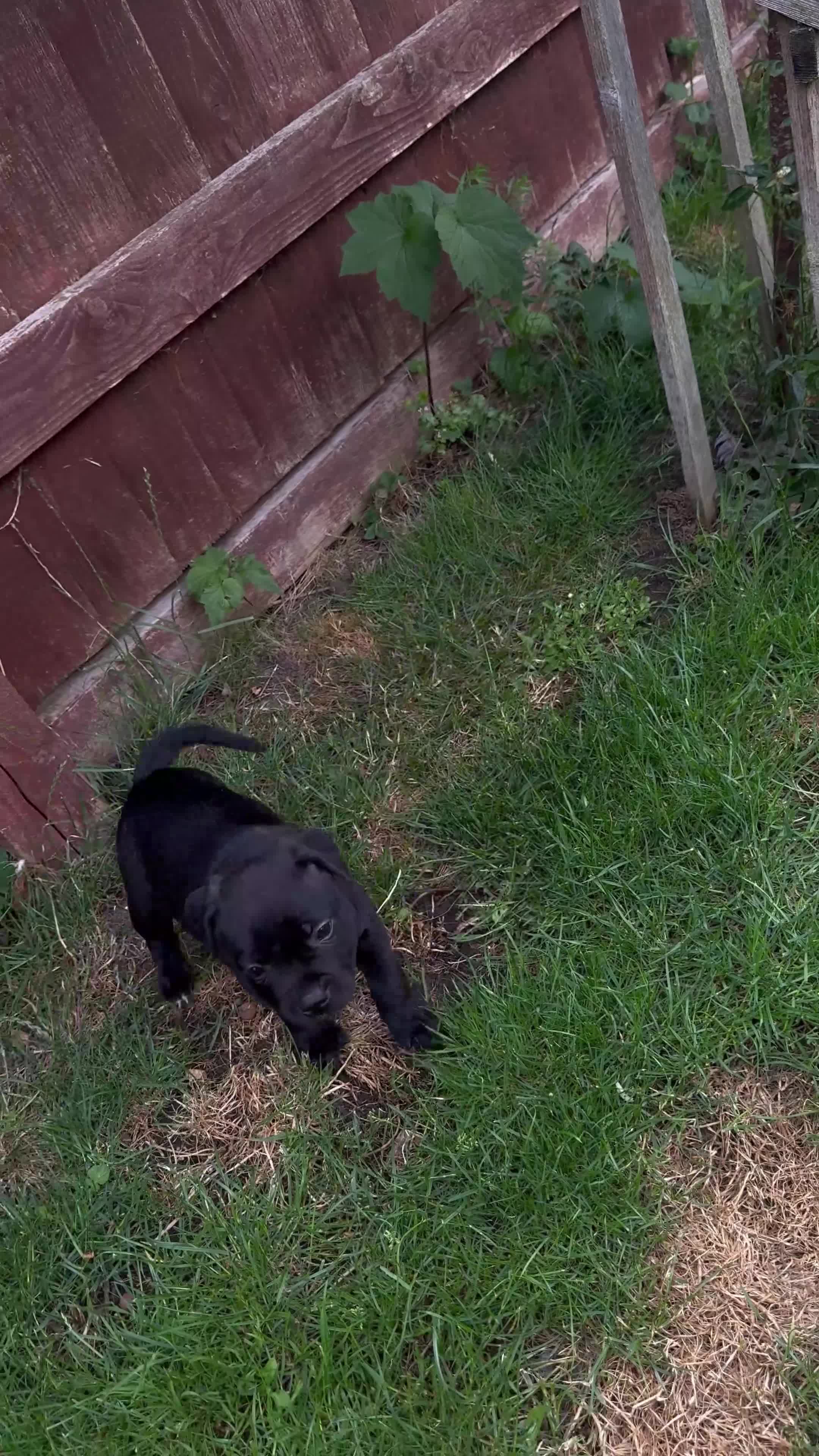 Staffordshire Bull Terrier dogs for sale: last boy True To size Bullscaff bloodline  - Video 3