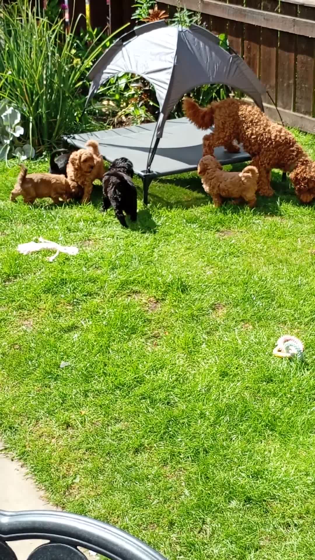 Mixed Breed dogs for sale: Corgipoo x Cockerpoo F2b - Video 1