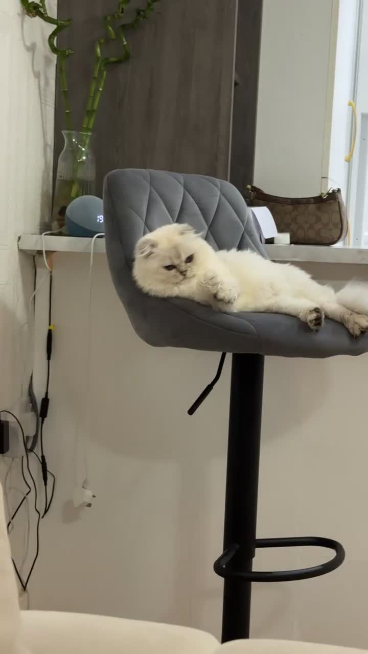 Scottish Fold cats for sale: Beautiful White Scottish Fold Female – Ready Now - Video 1