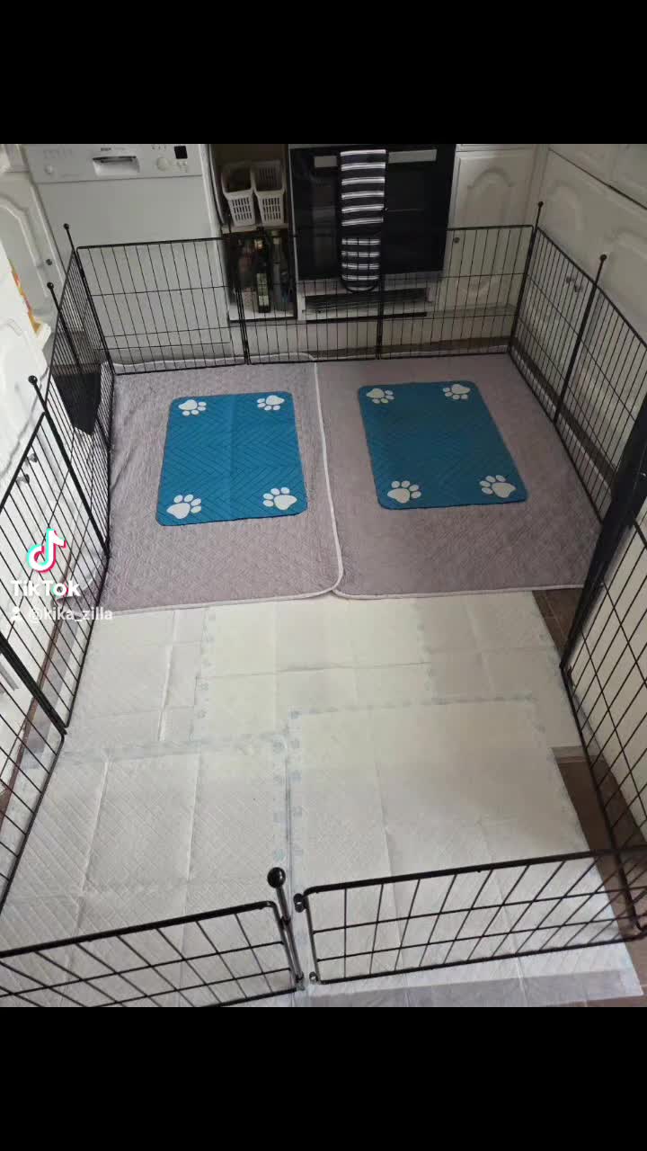 Golden Retriever dogs for sale: Only one male available KC Golden Retriever - Video 2
