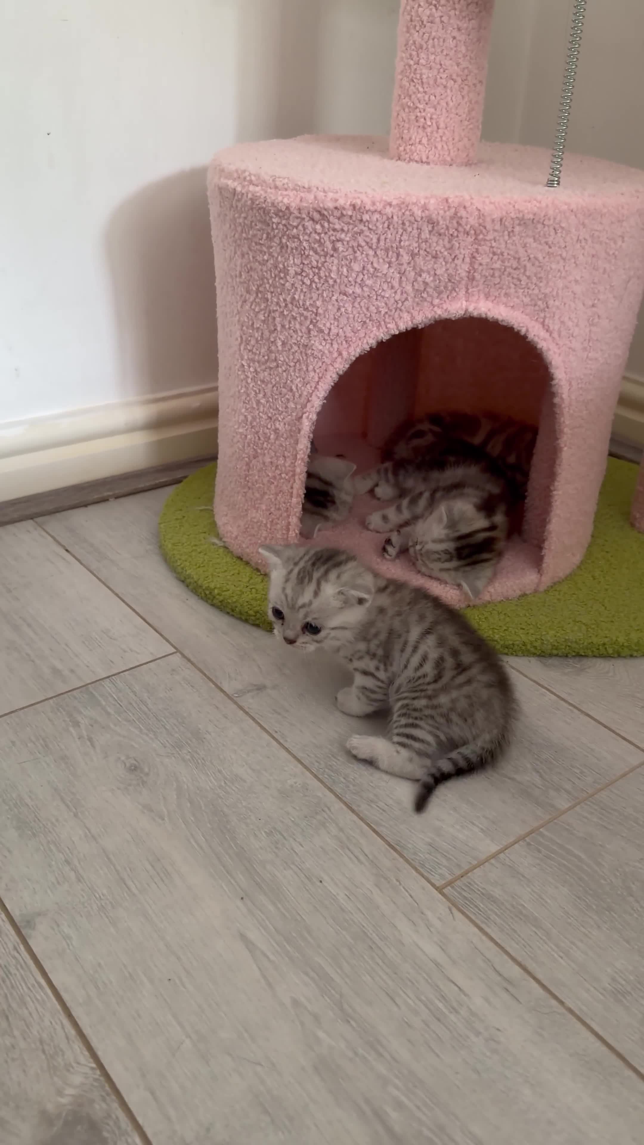 British Shorthair cats for sale: 🏆Champion lines GCCF registered 🏆 - Video 1