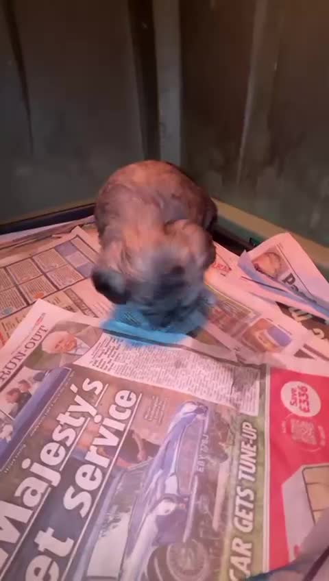 Mixed Breed dogs for sale: Maltese x Shih tzu  - Video 3