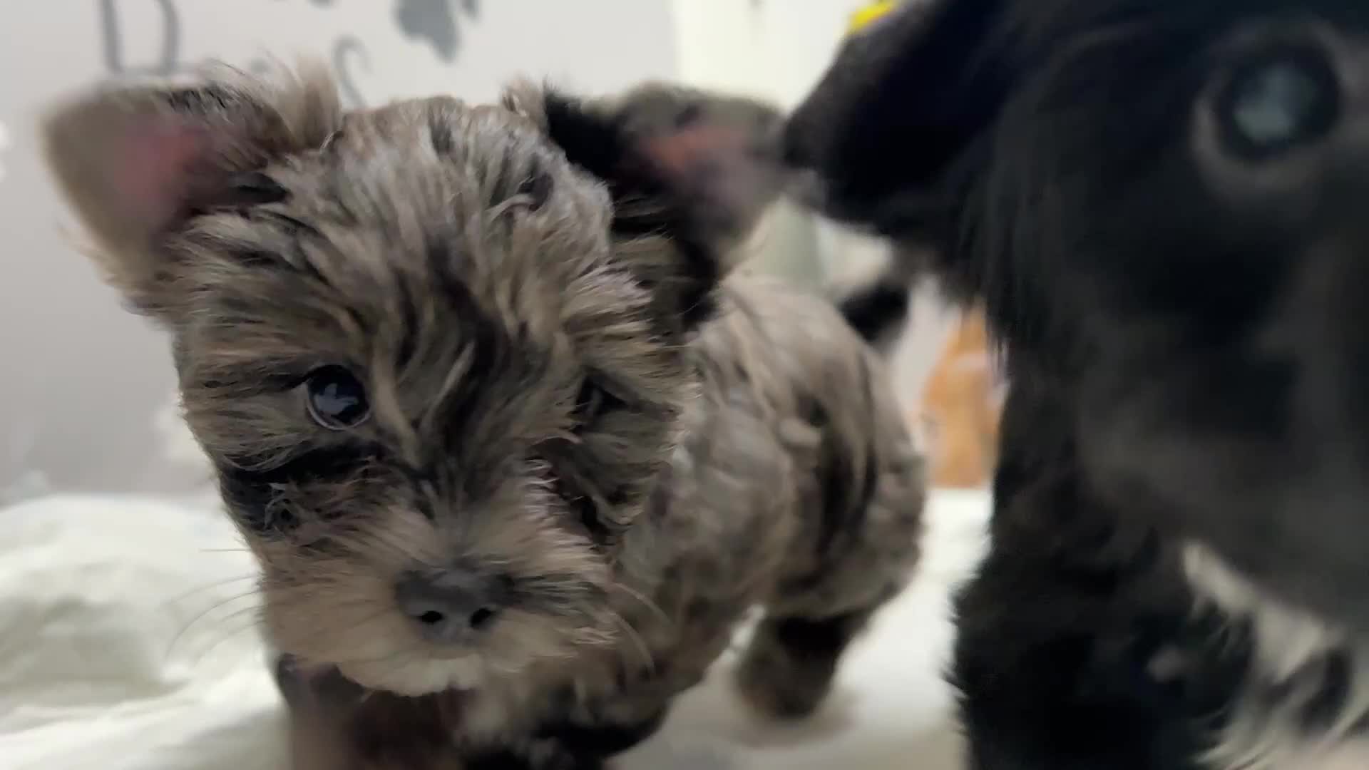 Yorkshire Terrier dogs for sale: Colourful Biewer Yorkshire terriers  - Video 2