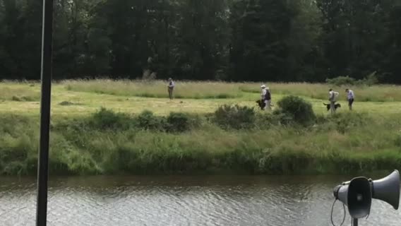 Labrador Retriever dogs for stud: FIELD TRIAL CHAMPION AT STUD  in Usk - Video 1