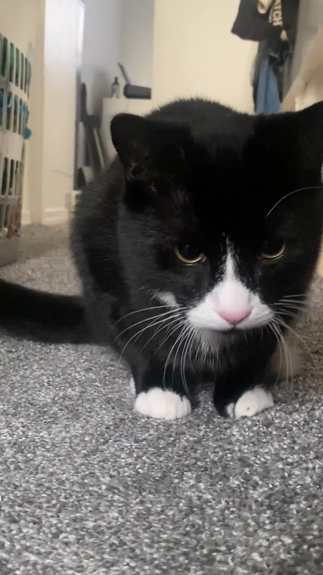 Bombay cats for sale: Black and white cat named -(Onyx)  - Video 3