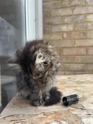 Mixed Breed cats for sale: Kitten for sale, mixed race, Scottish fold mother  - Video 1