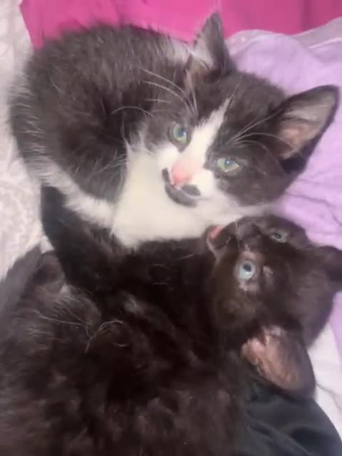 Mixed Breed cats for sale: Adorable kittens looking for loving forever homes - Video 3