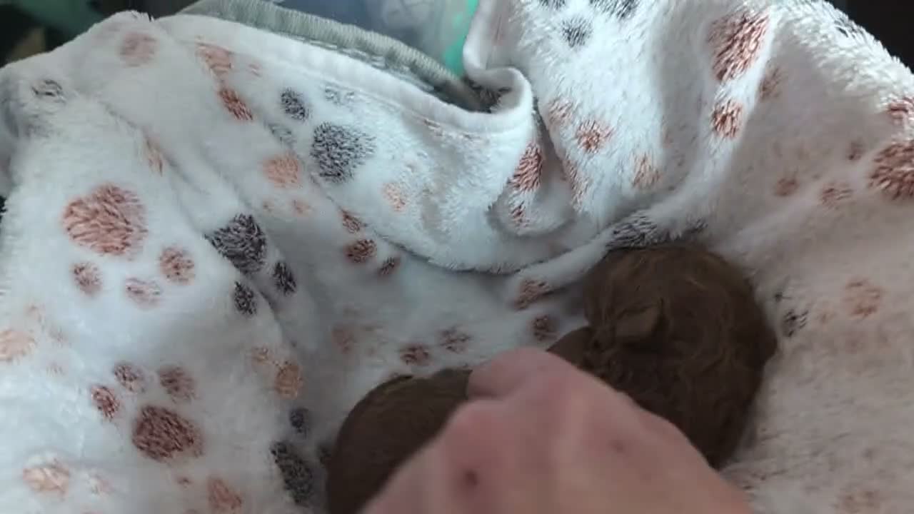 Cavapoo dogs for sale: F1B Deep Fox Red High Quality DNA Clear Puppies  - Video 2