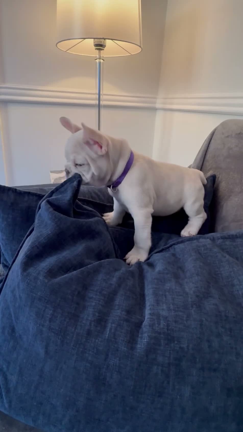 French Bulldog dogs for sale: French bulldog puppies are ready for a new home  - Video 3