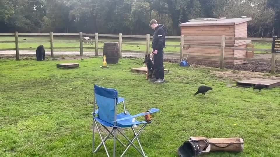 Belgian Shepherd Dog dogs for stud: Belgian malinois ⚡️Amiri proven stud✅ - Video 4